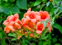 TE1BBB1hiE1BB83umC3ACnhsBlog Tuhieuminh.blogspot.com BC3A0nvE1BB81lC3B2ngthamcE1BBA7angC6B0E1BB9DiViE1BB87t