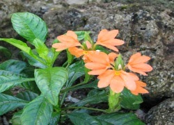 TE1BBB1hiE1BB83umC3ACnhsBlog Tuhieuminh.blogspot.com PhE1BAADtphC3A1ptuhC3A0nhkhC3B4ngkhC3B3