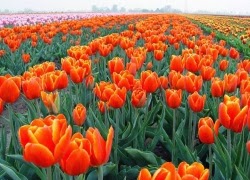 Tuhieuminh.blogspot.com LydE1BBA5ctham