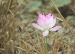 Tuhieuminh.blogspot.com TrE1BB9FvE1BB81nC6B0C6A1ngtE1BBB1aC491E1BAA1olC3BDnhC3A2nbE1BAA3nPhE1BAADtgiC3A1o