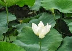 quan niem cua phat giao ve cuoc oi va 1174408705