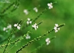 tinh cach nhan ban va thuc tien cua ao 525873809