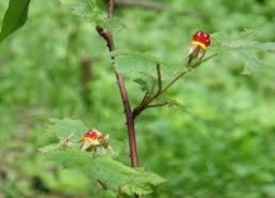 tuhieuminh.blogspot.com nhiem doc tinh than