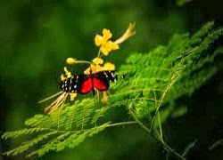 vo minh va vo cam 1837065859