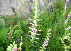 nho giao viet nam ang can hoc cho nao 848594597