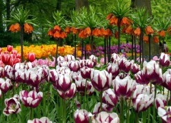 oi nhu chiec la roi 1432859345