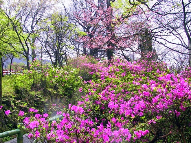 long biet on va niem mo uoc 2 1713071576