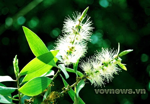 TE1BBB12BhiE1BB83u2BmC3ACnhs2BBlog Tuhieuminh.blogspot.com KiE1BABFm2BsE1BB91ng2BvC3A02BE280A62BgC3AC2BnE1BBAFa