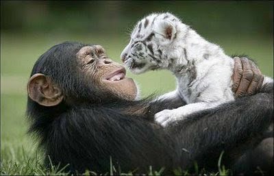 thuong yeu su song cua muon loai la 463919209