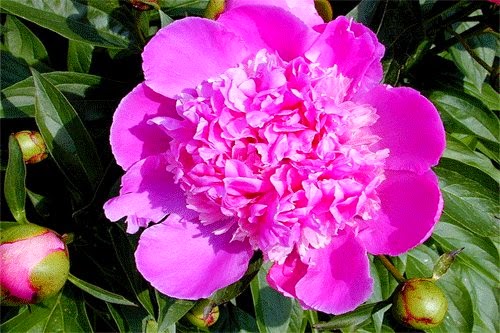 nguoi iec khong so sung 1549095124